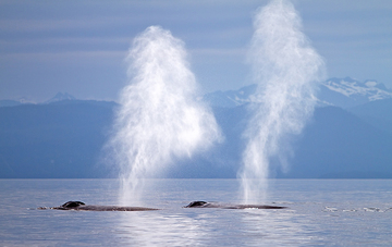 USA, Alaska, Chatham Strait, Humpback whale (Megaptera novaeangliae) blow