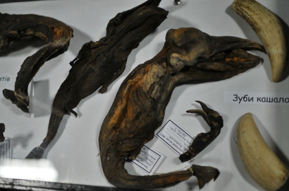 Whale Fetus Specimens, Zoological Museum, Lviv