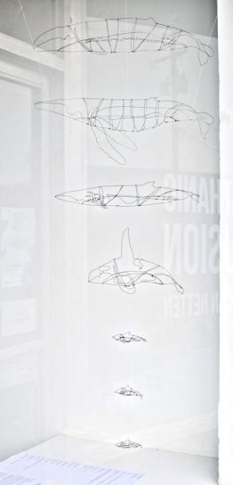 Common Cetaceans of Southern Vancouver Island 1:24 Scale (3D drawing with wire)
