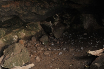 Penguin burrowa